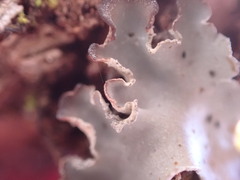Peltigera collina