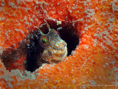 Parablennius marmoreus