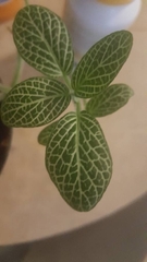 Fittonia