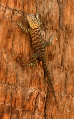 Sceloporus orcutti