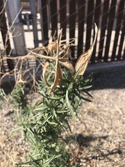 Asclepias fascicularis