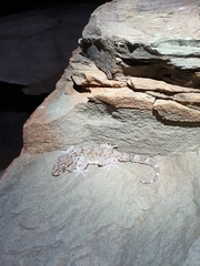 Chondrodactylus bibronii