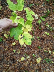 Acer pseudoplatanus