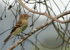Myiophobus fasciatus