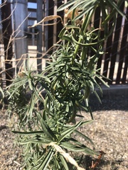 Asclepias fascicularis