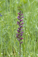 Pontechium maculatum