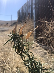 Asclepias fascicularis