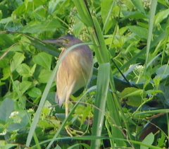 Ixobrychus sinensis