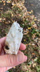 Crassostrea virginica