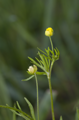 Ranunculus arvensis
