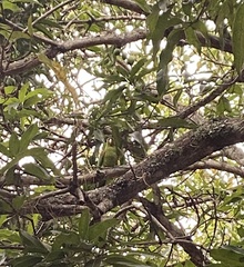 Psittacara leucophthalmus