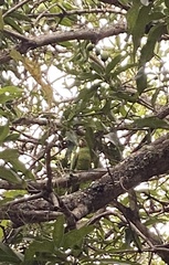 Psittacara leucophthalmus