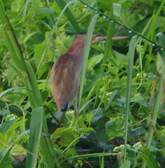 Ixobrychus sinensis