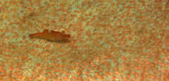 Zenopontonia soror