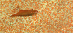 Zenopontonia soror
