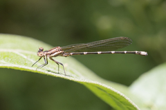 Argia oculata