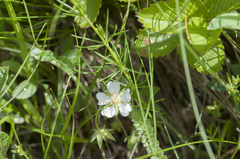 Potentilla alba