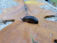 Arion hortensis
