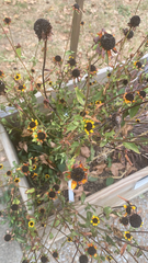 Sanvitalia procumbens