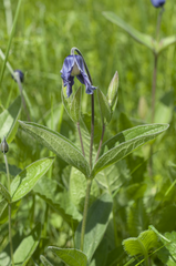 Clematis integrifolia
