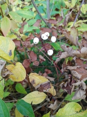 Actaea rubra neglecta