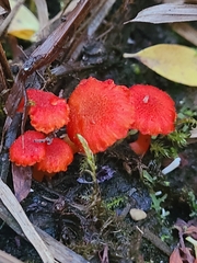 Hygrocybe substrangulata