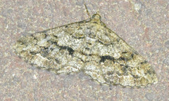 Peribatodes secundaria