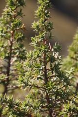 Cliffortia ruscifolia