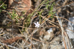 Stephanomeria diegensis