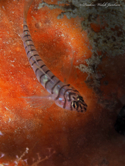 Tigrigobius macrodon