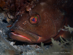 Epinephelus morio