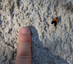 Lycomorpha pholus