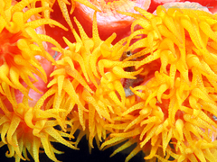 Tubastraea coccinea