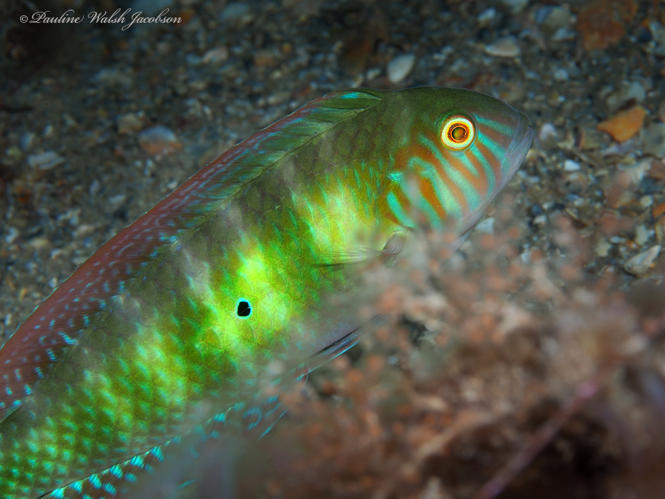 Green Razorfish