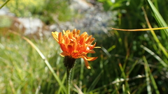 Crepis aurea