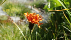 Crepis aurea