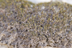 Racomitrium crispulum