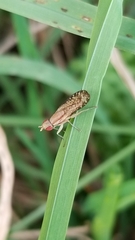 Trypetoptera canadensis