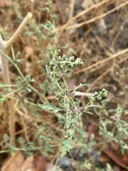 Ambrosia acanthicarpa