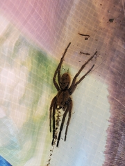 Lycosinae