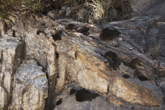 Racomitrium crispulum