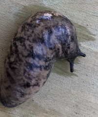 Megapallifera mutabilis