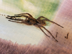 Lycosinae