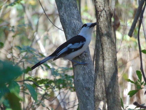 Hook-billed Vanga