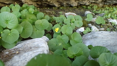 Viola biflora