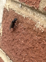 Camponotus chromaiodes
