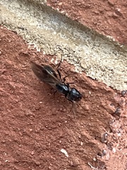 Camponotus chromaiodes