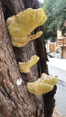 Laetiporus gilbertsonii