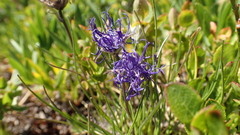 Phyteuma hemisphaericum