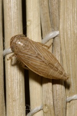 Streptanus aemulans